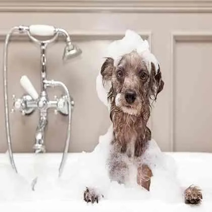 Parsonal care Surfactant Manufacturer in Asia, leading Parsonal care surfactant manufacturer in India, venusgoa is worldwide supplier of surfactant and Parsonal care chemicals, venusgoa a Parsonal care Chemicals manufacturer for over 30 years, venusgoa is Global supplier of Parsonal care surfactants, top 5 Parsonal care chemical supplier of Asia